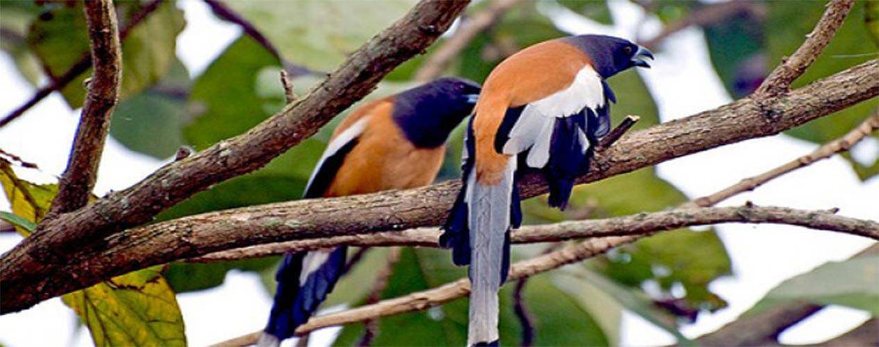 Bird Watching & Jungle Safari in Koshi Tappu