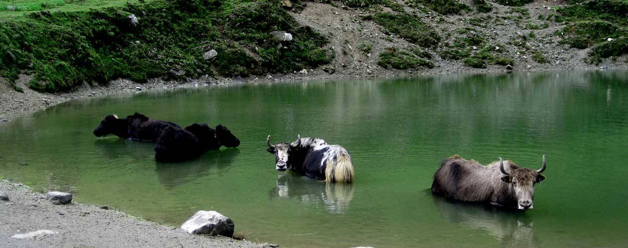 Trekking in Upper Humla