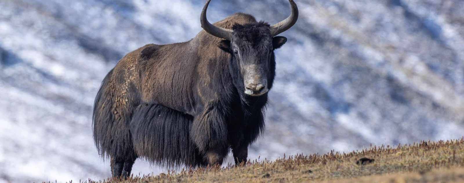 Wild Yak exploration trip in Humla Nepal