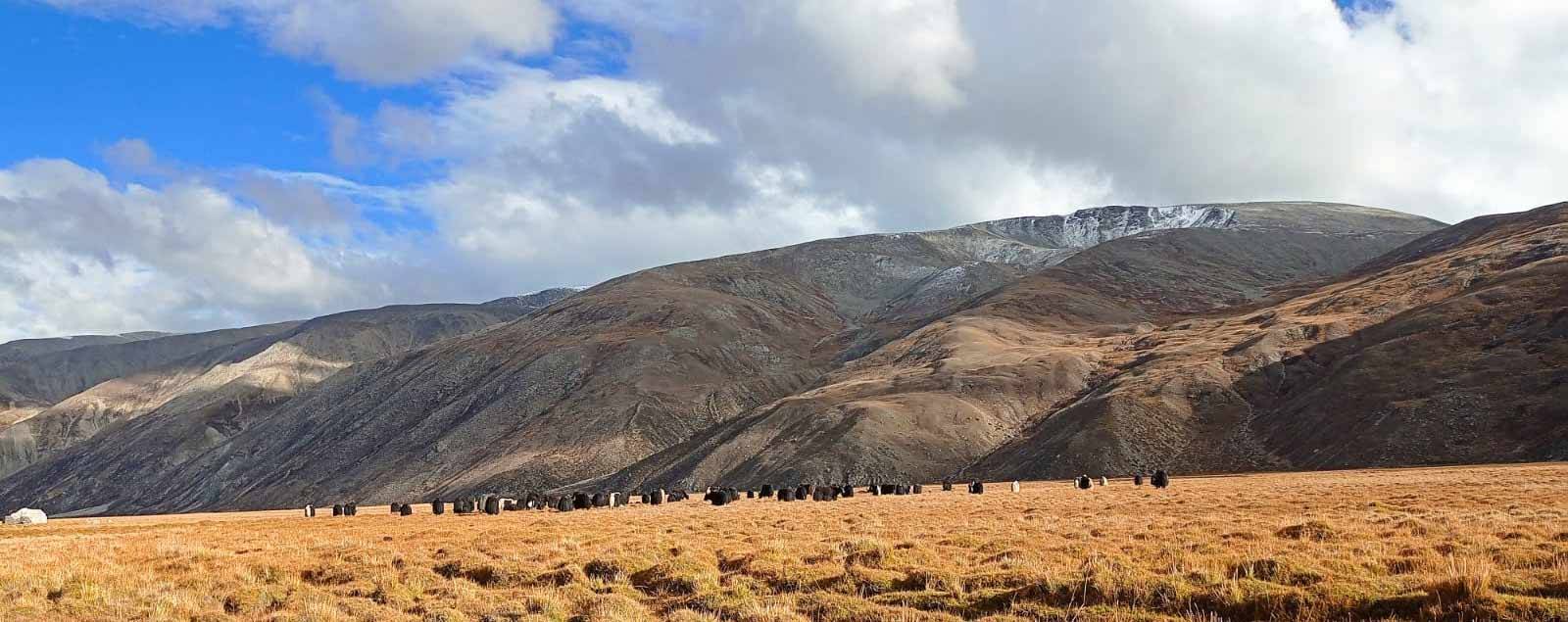 Wildlife exploration in Humla Nepal