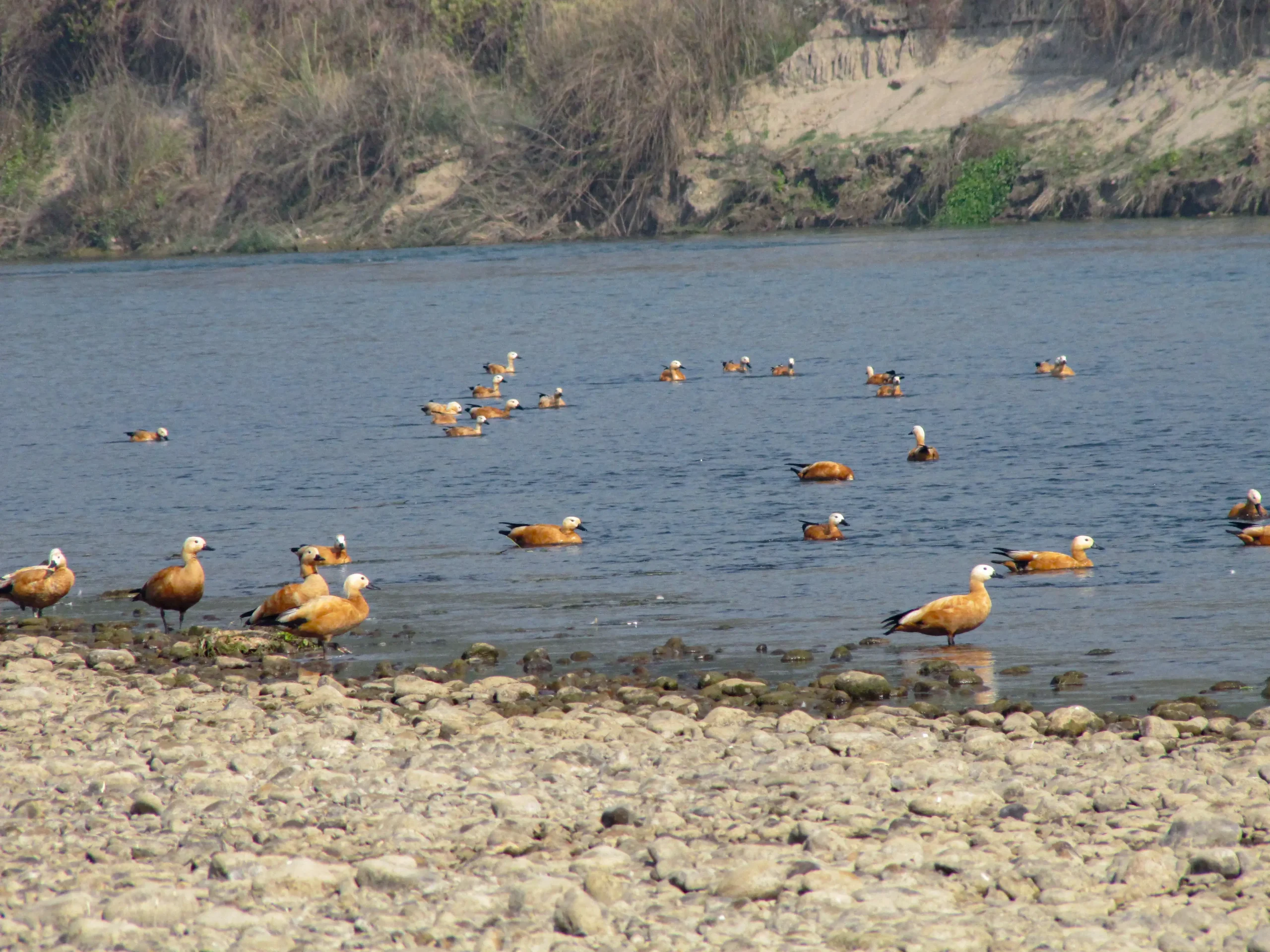 bird-watching-koshi-tappu