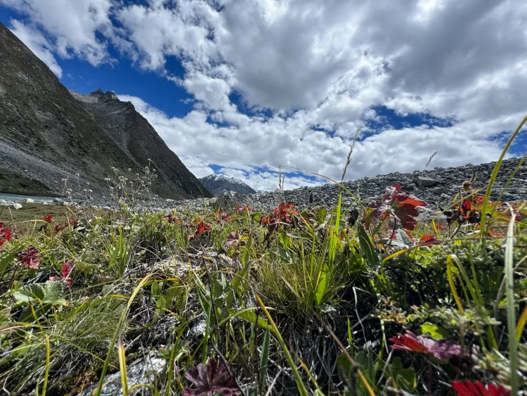 Wild alpine flowers and grass in the high mountain landscape of Changla Valley with rocky slopes, river, and dramatic Himalayan clouds