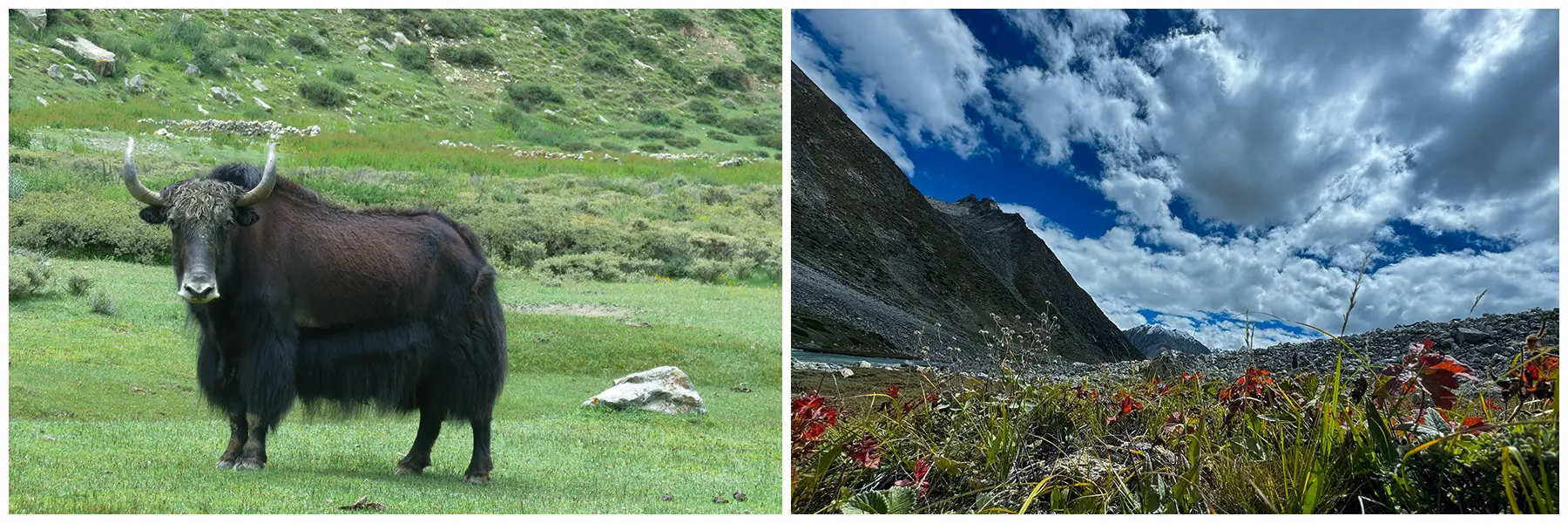 chnagla-valley-trek-via-tamgim