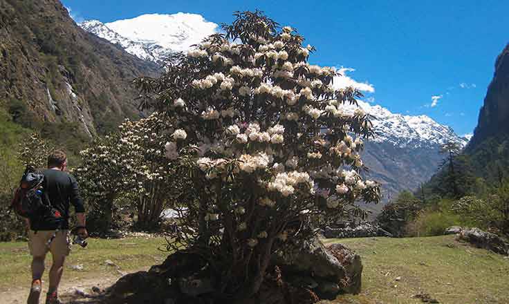 Helambu Trek Helambu Trek