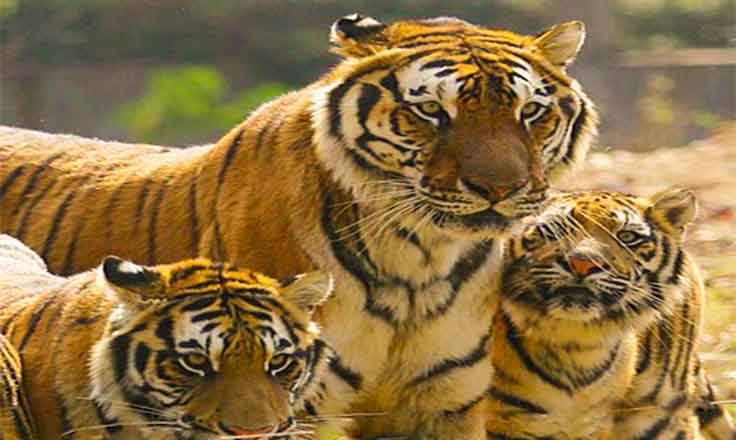 Jungle Safari in Bardiya National Park