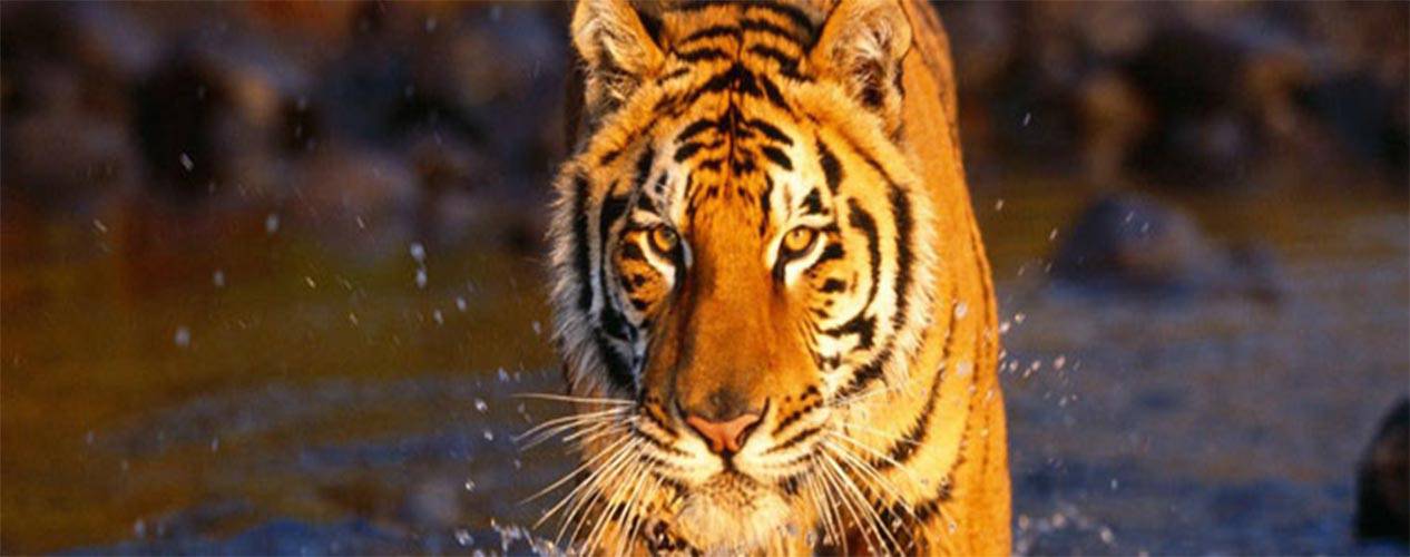 jungle-safari-bardia-national-park