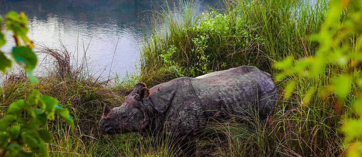 jungle-safari-chitwan-national-park