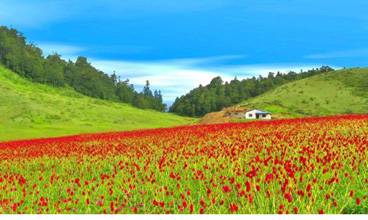 Khaptad National Park Trekking