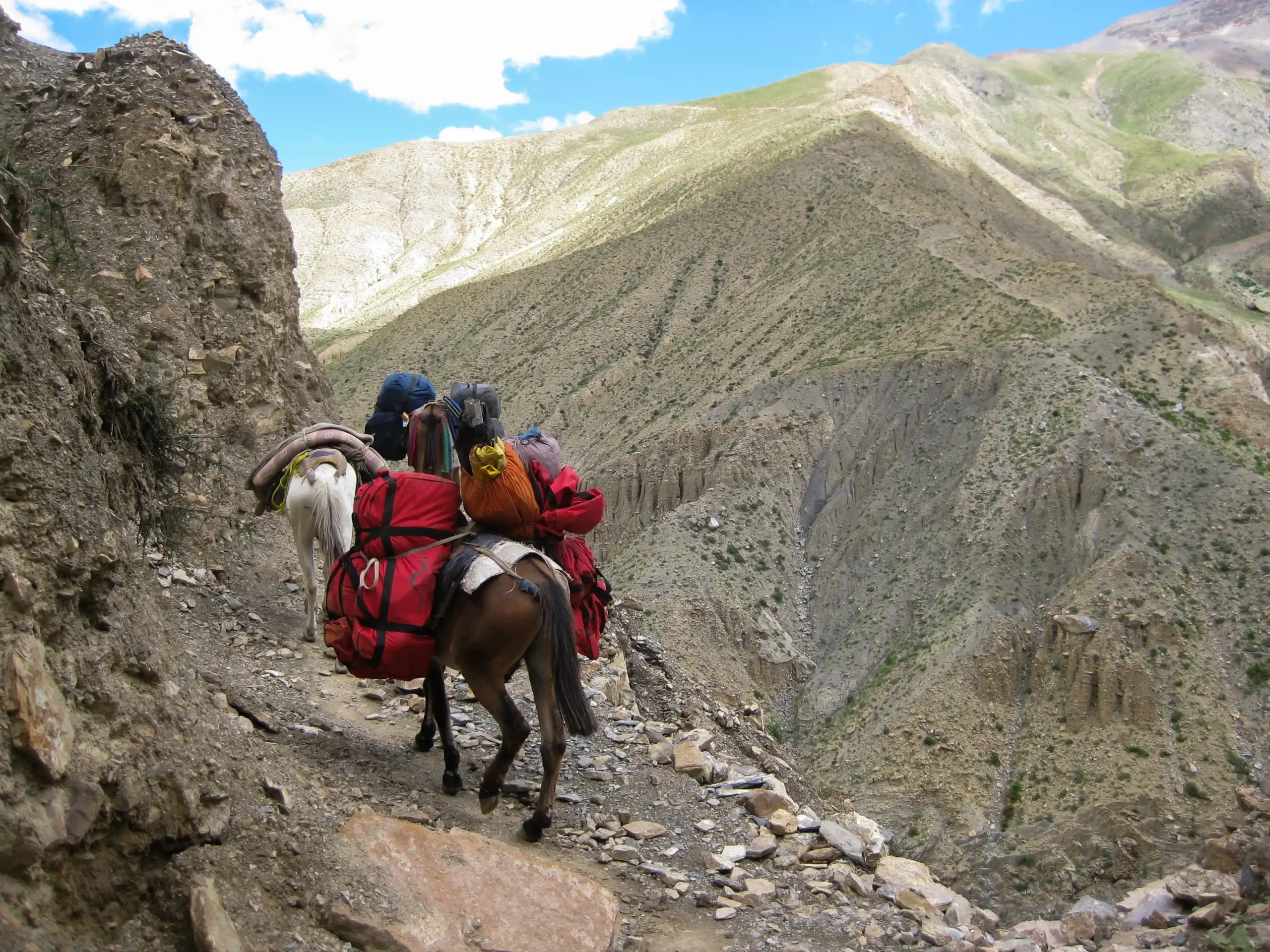 Mule caravan carrying loads through mountain trail in Upper Dolpo Nepal