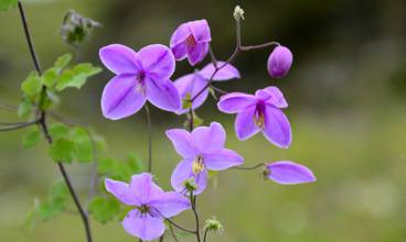 Pach Pokhari Trek Pach Pokhari Trek