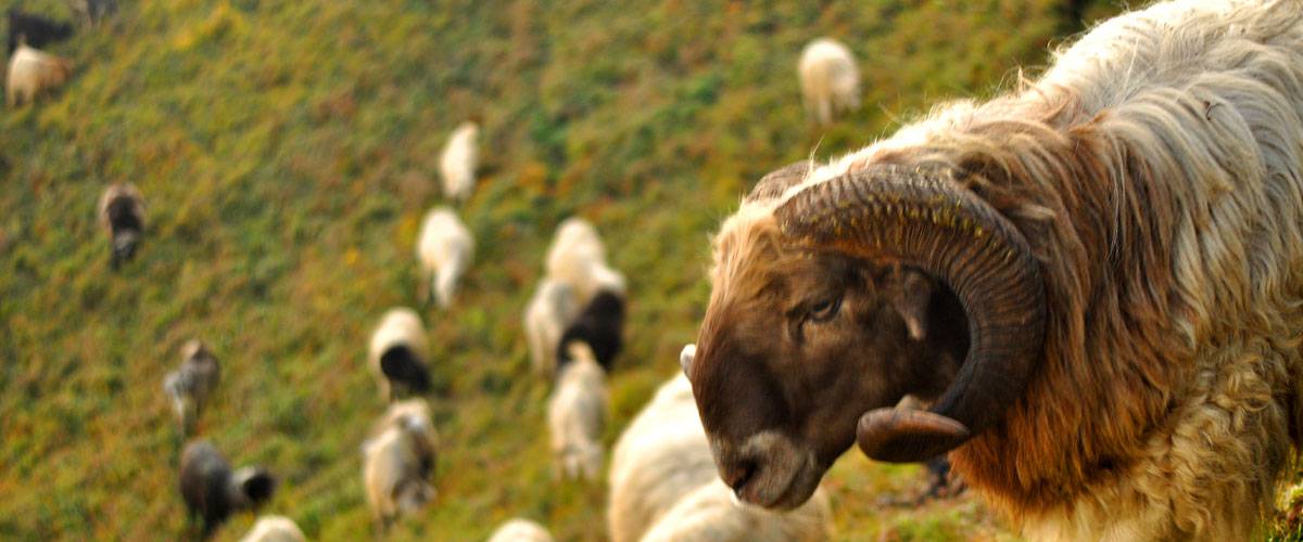 rama-and-roshan-trek