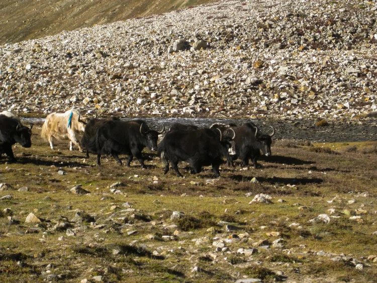 wildlife sighting Humla restricted area Nepal