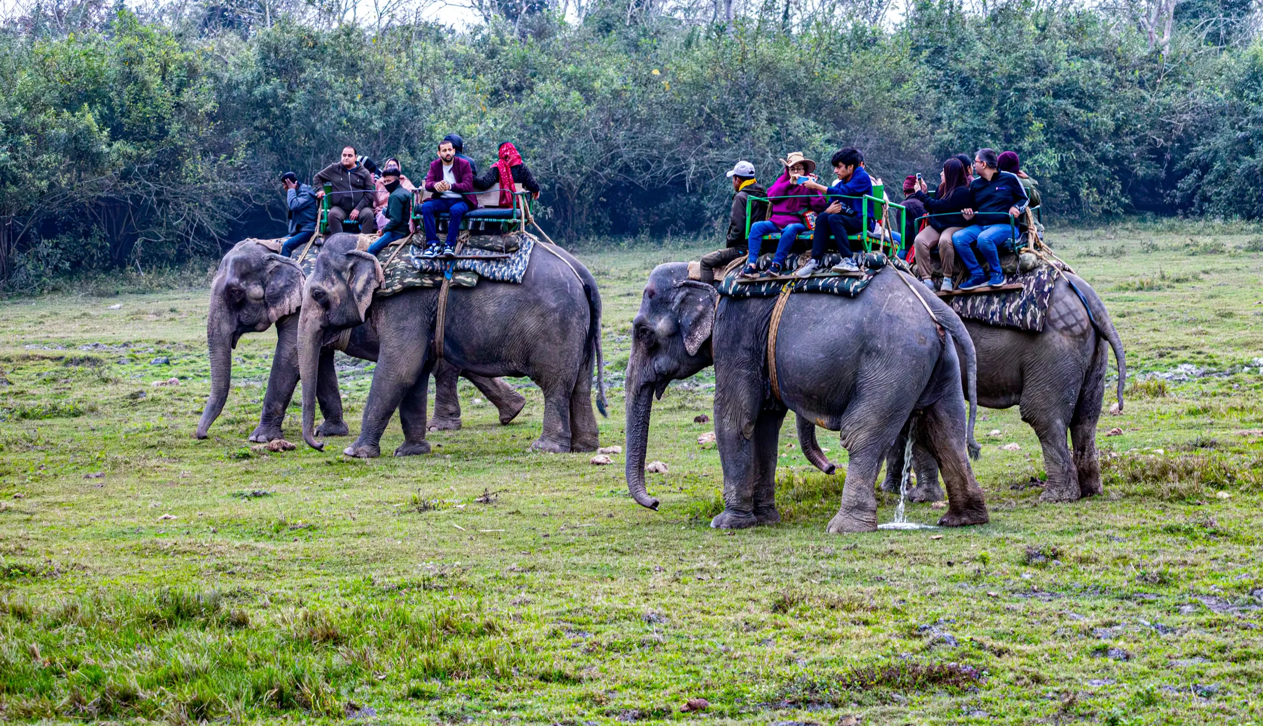 jungle-safari jungle-safari